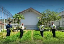 Lapas Leok Panen Sayuran, Dukung Ketahanan Pangan Nasional