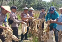 Sinergi TNI-Polri Perkuat Ketahanan Pangan di Lampasio