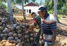 Olah Kelapa Jadi Kopra, Babinsa Galang Dorong Kesejahteraan Warga