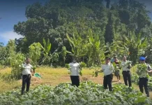 Pembinaan Berbuah Panen, Lapas Leok Petik Hasil Budidaya Sawi