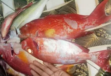 Cara memilih ikan yang masih segar