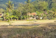 Irigasi Belum Maksimal, 32 Hektar Sawah Pokobo Tadah Hujan