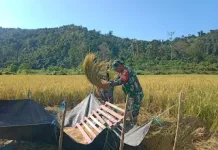 Panen Padi Mikongga di Salumpaga, Babinsa Dorong Produktivitas Petani