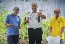 WBP Lapas Parigi Panen 14 Kg Terong Dukung Ketahanan Pangan