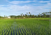 El Nino Belum Berdampak Signifikan terhadap Pertanian Tolitoli
