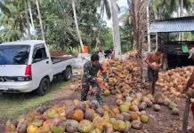 Babinsa Bokat Dampingi Petani Kelapa Perkuat Ketahanan Pangan