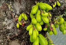 Manfaat Belimbing Wuluh, dari Atasi Jerawat hingga Jaga Tulang