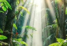 Hari Hutan Indonesia 2026: Momentum Memperkuat Komitmen Menjaga Kelestarian