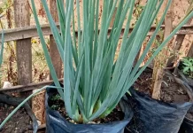 Mudah Ditanam di Rumah, Ini Cara Budidaya Daun Bawang