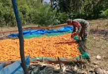 Babinsa Bantu Petani, Perkuat Ketahanan Pangan di Buol
