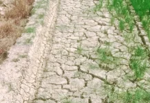 Sekitar 50 Hektare Sawah Ogomoli Terancam Gagal Panen