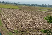 El Nino Picu Kekeringan, Kelestarian Hutan Jadi Kunci Krisis Air