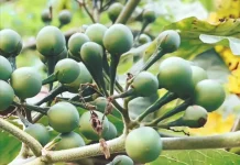 Tekokak Punya Banyak Manfaat, dari Gula Darah hingga Pencernaan