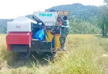 Babinsa Dampingi Panen Padi Mikongga di Salumpaga