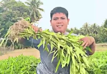 Petani Togaso Kembangkan Kangkung Jumbo Jadi Komoditas Unggulan