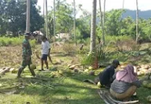 Babinsa dan Warga Labuton Olah Kelapa Menjadi Kopra