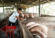 Jejak ASF di Mepanga, Parigi Moutong Tingkatkan Kewaspadaan