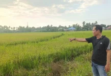Puluhan Hektare Sawah di Salumpaga Terancam Gagal Panen