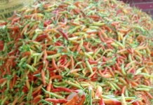 Harga Cabai di Tolitoli Naik, Rawit Capai Rp70 Ribu per Kilogram