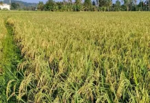 Puluhan Hektare Sawah Tolitoli Mulai Terdampak Kekeringan