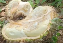 TPHP Parigi Moutong Gandeng Untad Teliti Penyakit Bangkalan Durian