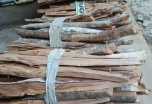 Batang Kayu Cengkeh Dimanfaatkan Jadi Kayu Bakar, Ibu Ningsi Jual Rp25 Ribu per Ikat