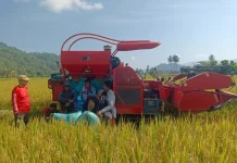 Panen Lapuase Tunjukkan Ketahanan Pangan Tolitoli di tengah Fenomena El Nino