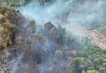 Cuaca Panas, BPBD Buol Ingatkan Warga Waspada Karhutla