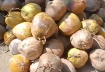 Petani Kelapa Tayadun Hadapi Ancaman El Nino