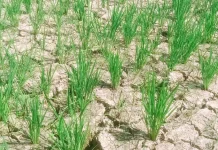 50 Hektare Sawah di Ogomoli Toli-Toli Terancam Gagal Panen akibat Kekeringan