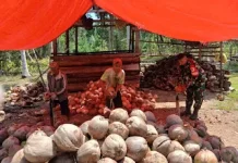 Babinsa Paleleh Dampingi Warga Olah Kelapa Menjadi Kopra