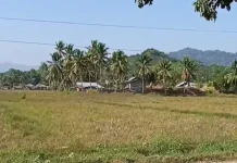 El Nino Ancam Sawah Tadah Hujan di Kabupaten Buol