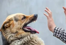 Sambut Hari Rabies Sedunia, Parimo Gratiskan 1.000 Dosis Vaksin