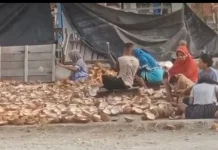 Petani Kelapa Buol Jaga Mutu Kopra untuk Perkuat Daya Saing