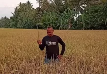 Dampak Kemarau Panjang, Petani Padi Sawah di tende gagal panen