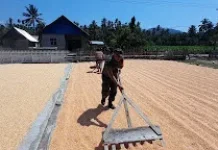Babinsa Koramil Momunu Dampingi Petani Jemur Jagung di Pinamula