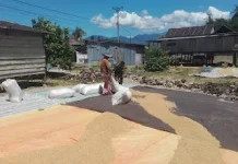 Babinsa Dampal Selatan Dampingi Petani Jemur Gabah di Tolitoli