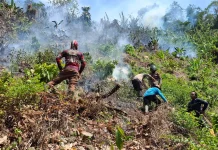 Kebakaran Lahan di Sausu Hanguskan Satu Hektar Lahan Warga