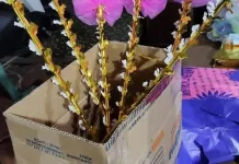 Tradisi Bunga Telur Maulid Buka Peluang Usaha Warga