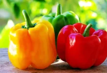 Jangan Keliru! Ini Bedanya Paprika Hijau, Kuning, dan Merah yang Wajib Kamu Tahu!