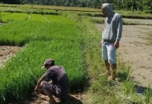 Hari Tani Nasional, KTNA Dorong Penguatan Ketahanan Pangan Tolitoli