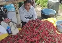 Rembuk Panen Cabai, Petani Pulias Atur Pola Tanam
