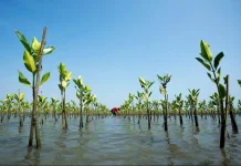 Pemdes Kalangkangan Ajak Warga Jaga Ekosistem Mangrove