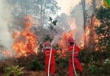 DPMD Buol Minta 108 Kades Edukasi Warga Cegah Karhutla