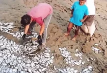 Ratusan Ikan Ditemukan di Bibir Pantai Susumbolan Tolitoli
