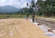 Babinsa Koramil Damsel Dampingi Petani Jemur Gabah di Desa Puse