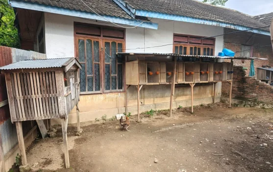 Ayam Impor Filipina Diburu Penghobi Ayam Tangkas