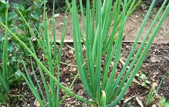 Daun Bawang Kaya Nutrisi Tingkatkan Imunitas dan Kesehatan