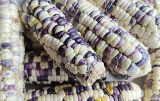 Konsumsi Jagung baik untuk kesehatan pencernaan