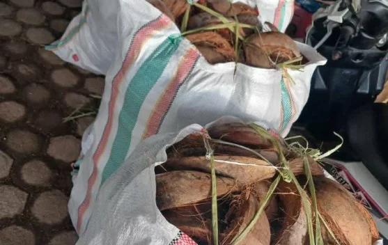 Usaha penjualan sabut kelapa cincang mulai menunjukkan potensi